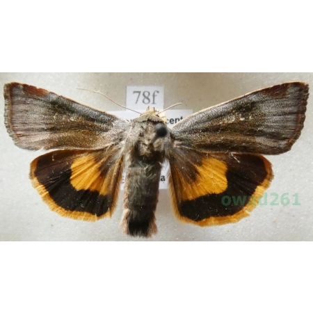 Noctua janthe (Borkhausen, 1792) Rolnica przepaska Czech78f